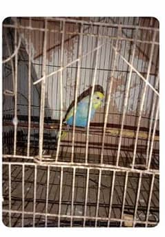 Budgies Breeder Pair for Rs. 500/-