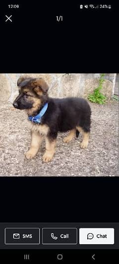 Russian Puppy for Sale