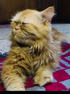 persian cat male Sami punch face friendly healthy and well trained