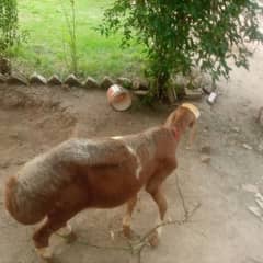 Red and White Sheep