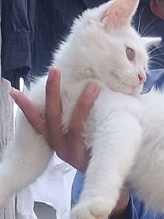 fuller trained Persian kitten 3 month