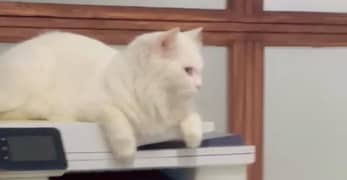 persian one year old white cat