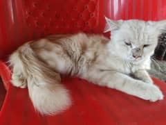 triple coated pure Persian cat