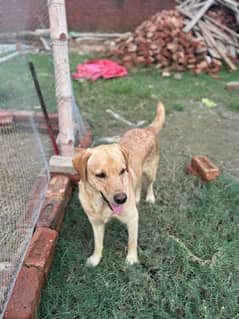 LABRADOR 6 MONTHS