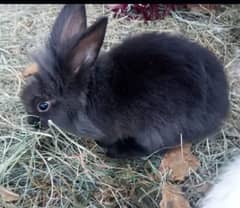 angora or white rabbits