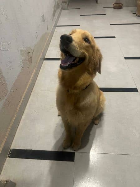 Pedigreed Golden Retriever female available for sale 3