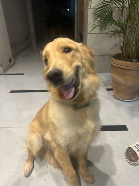 Pedigreed Golden Retriever female available for sale 4