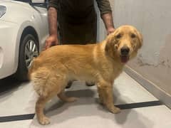 Pedigreed Golden Retriever female available for sale