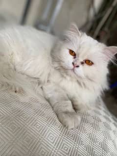 white Persian female