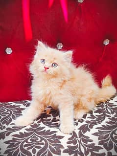 punch face triple Cote kitten cat male feamle