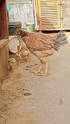 karachi jageeri madi with 2 chicks