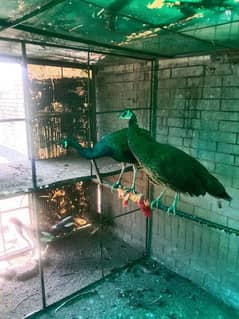 black shoulder peacock pair