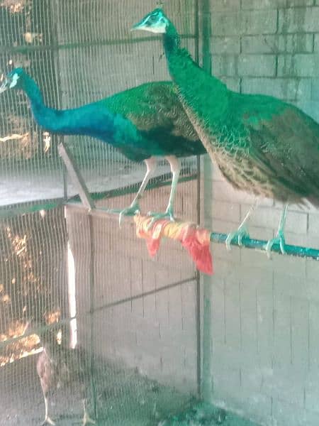 black shoulder peacock pair 6