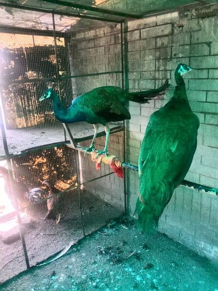 black shoulder peacock pair 9