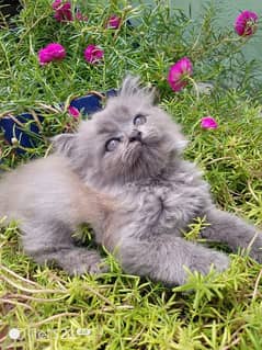 Grey persian kitten