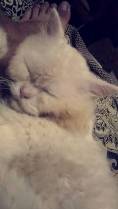 Sami punch face persian male best for breeding