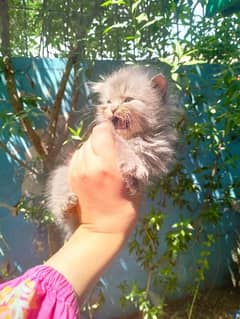 selling persian kittens