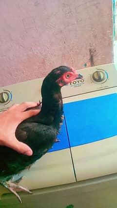 Aseel Hen for sale