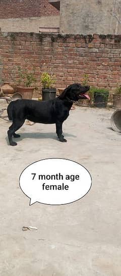 black female Labrador sale 0