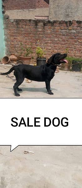 black female Labrador sale 1