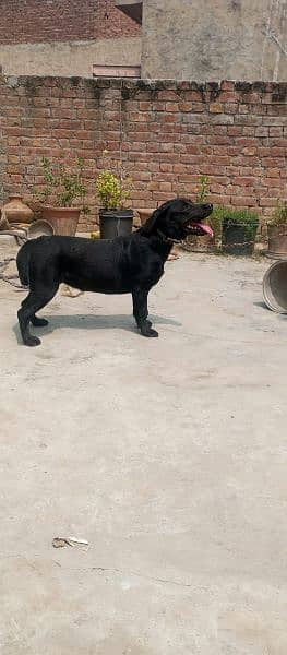 black female Labrador sale 3