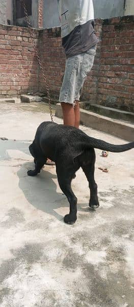 black female Labrador sale 6