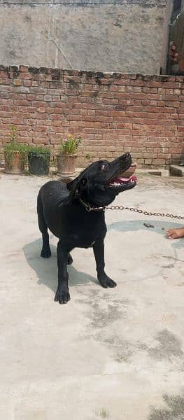 black female Labrador sale 7