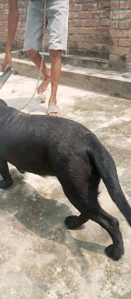 black female Labrador sale 8