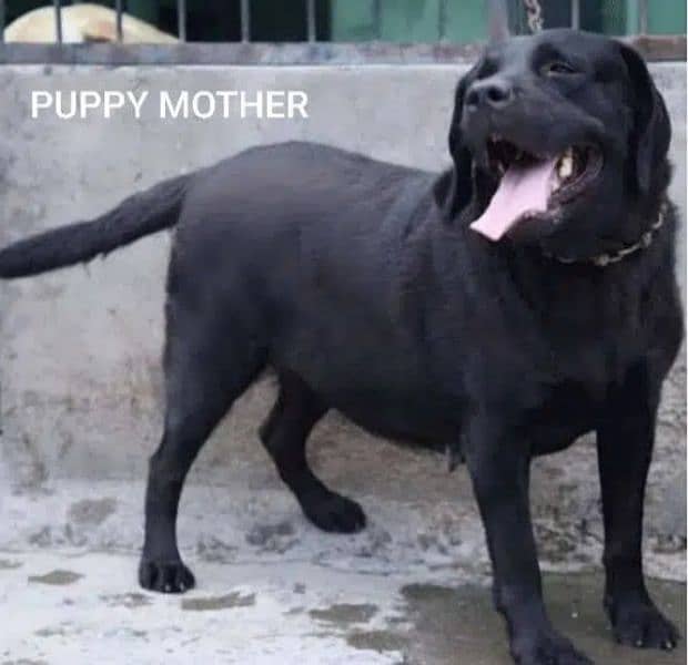 black female Labrador sale 10