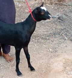 TEDI BREEDS AVAILABLE MALE / FEMALE'S