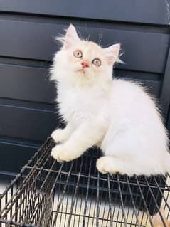 Persian cat