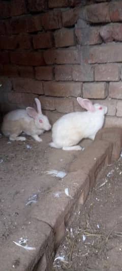 Rabbits 03468372614