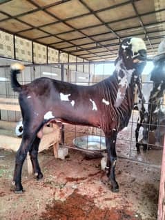 Breeder Male Bakra/Goat