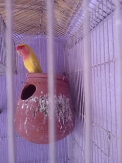 Latino breeder pair  third time breed ready location Lahore 0