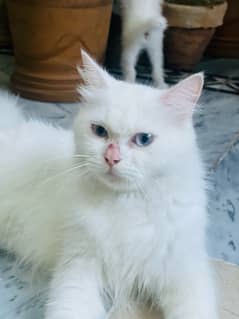 Orginal Persion Triple Coat Female Cat