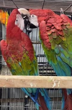 red macaw parrot chicks for sale WhatsApp number 0331/4489/359