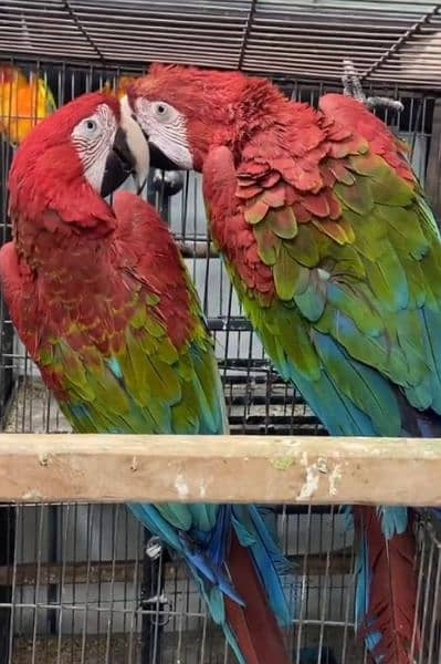 red macaw parrot chicks for sale WhatsApp number 0331/4489/359 1