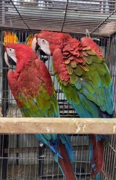 red macaw parrot chicks for sale WhatsApp number 0331/4489/359 2