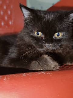 Black triple coat Persian Cat