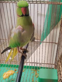 Green parrot ring neck for sale