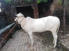 fateh jhangi cow for sale 0