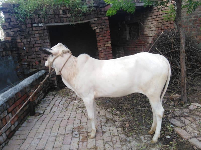 fateh jhangi cow for sale 1