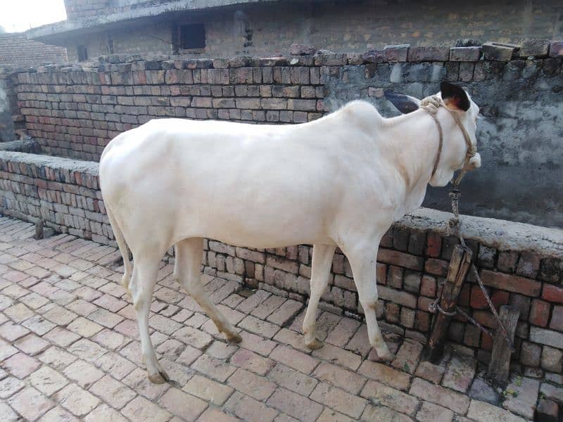 fateh jhangi cow for sale 2