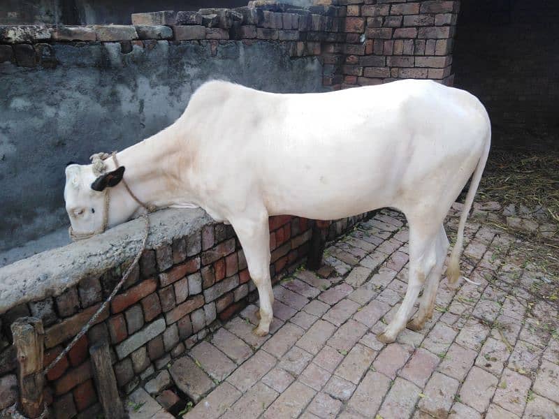 fateh jhangi cow for sale 3