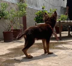 GERMAN shepherd dog male puppy for sale duble coat