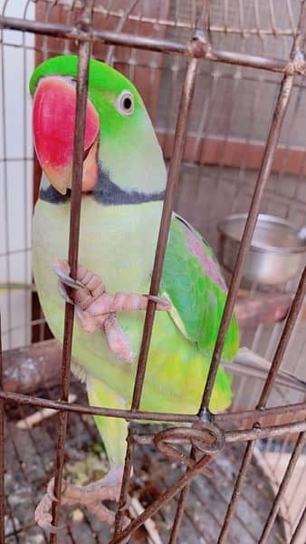 Green parrot (mithu) 0