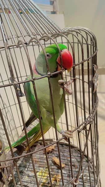 Green parrot (mithu) 1