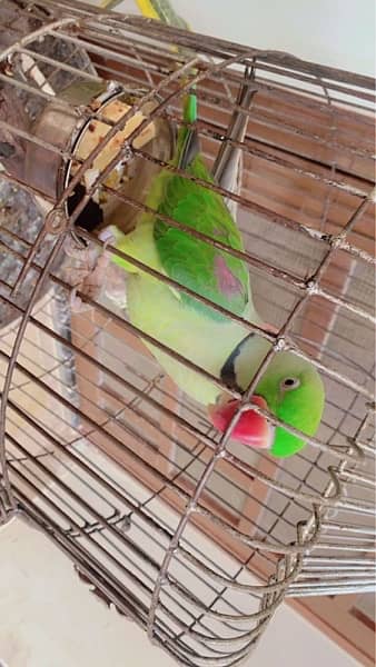 Green parrot (mithu) 2