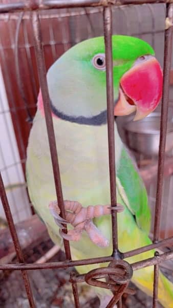 Green parrot (mithu) 3