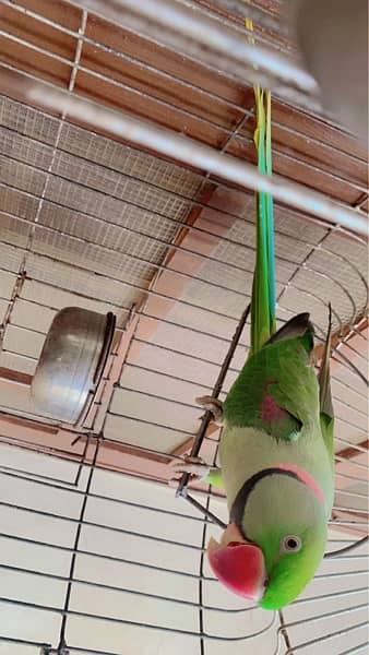 Green parrot (mithu) 4